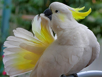 Sulphur-crested Cockatoo