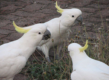 breeding cockatoos