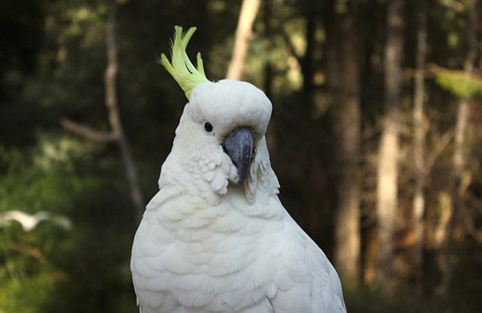 white cockatoo