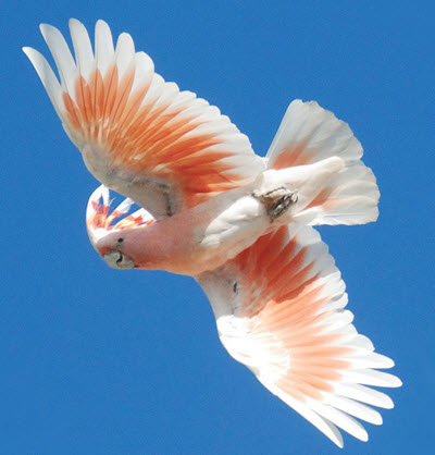 Major Mitchells cockatoo