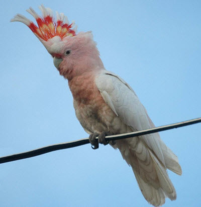 Major Mitchells cockatoo