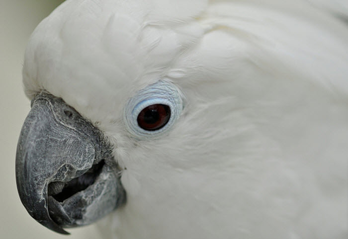 White aka umbrella cockatoo