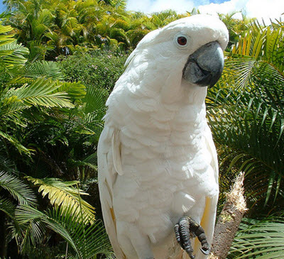 white cockatoo