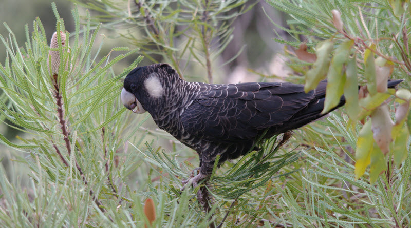 carnabys-black-cockatoo