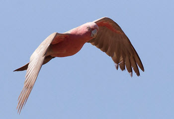 Galah in flight - Picture by Jim Brendon