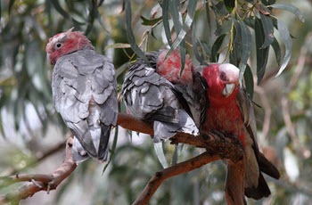 galah-cockatoo