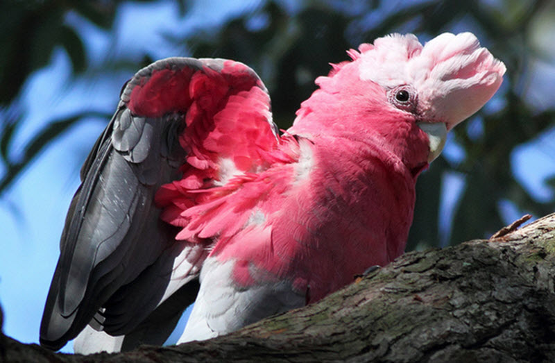 galah