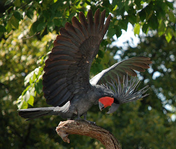 palm cockatoo