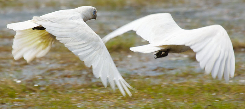 Little corella