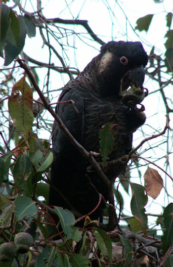 Baudins black cockatoo