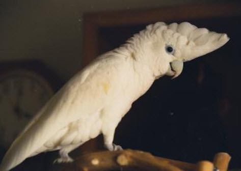 Cacatua ducorpsii