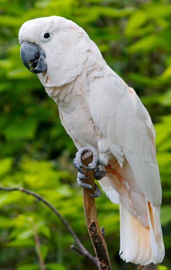 Cacatua moluccensis