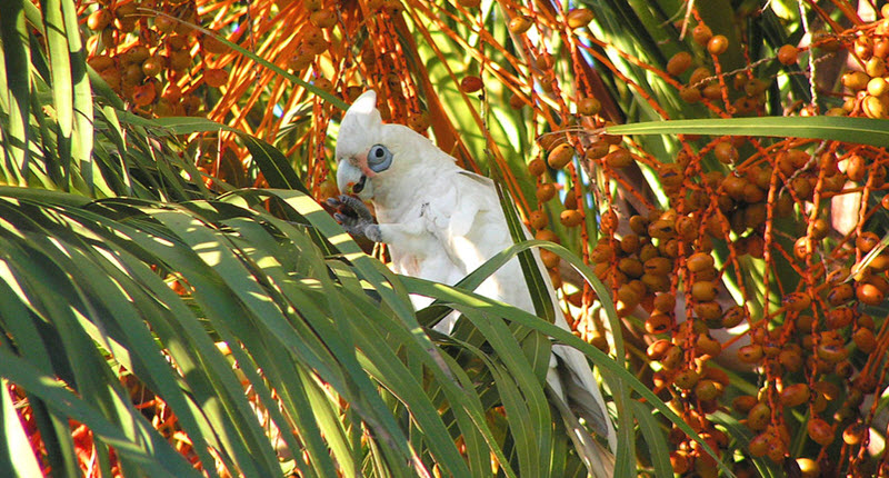 Cacatua pastinator western corella