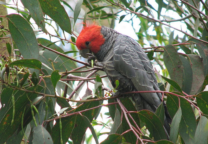 Callocephalon fimbriatum