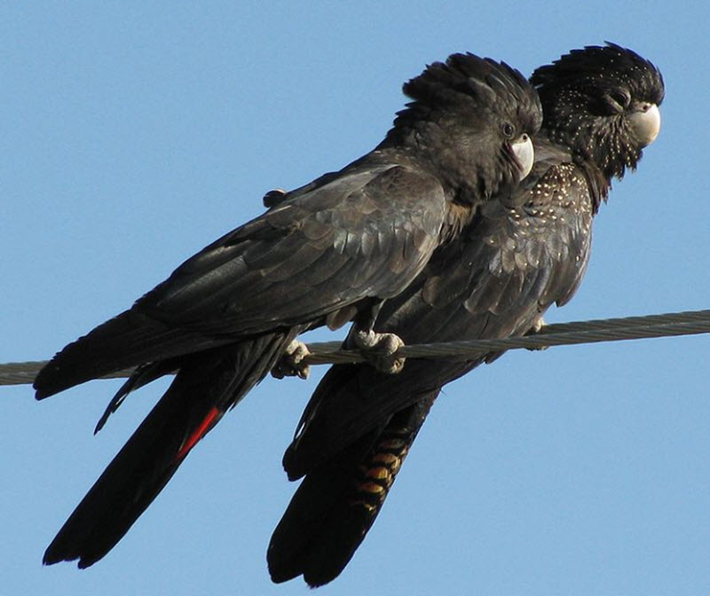 Calyptorhynchus banksii