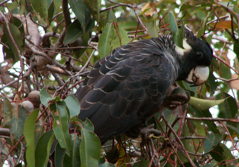 Calyptorhynchus baudinii