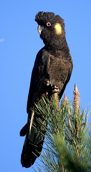 Calyptorhynchus funereus cockatoo