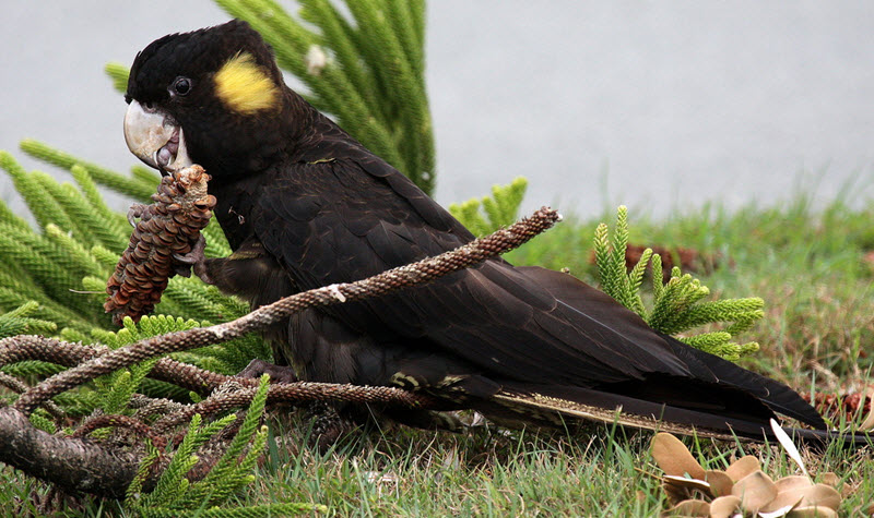 Calyptorhynchus funereus