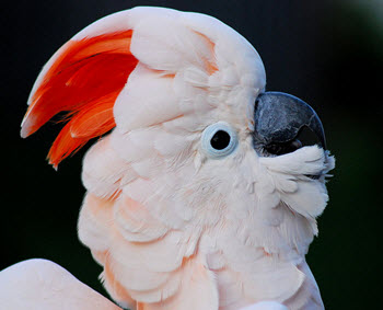  Moluccan Cockatoo