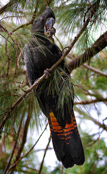 Red-tailed Black Cockatoo