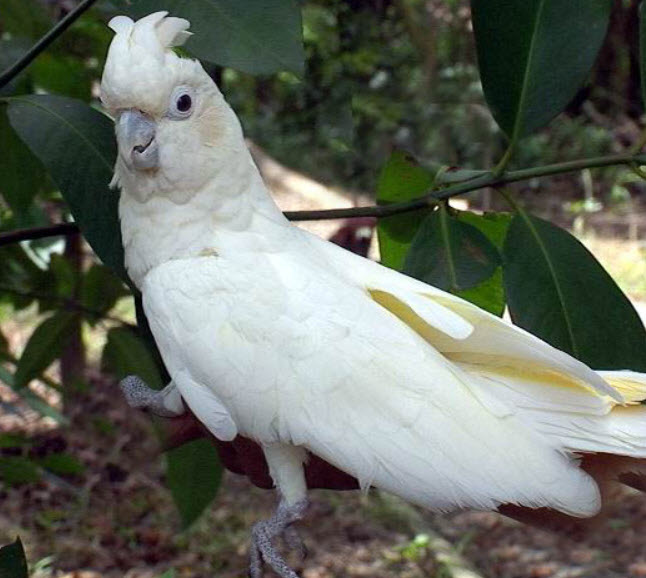 cacatua haematuropygia