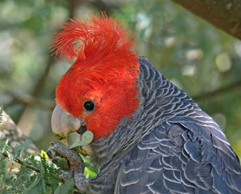 gang-gang cockatoo 