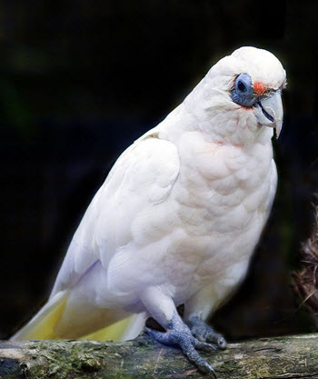 western corella