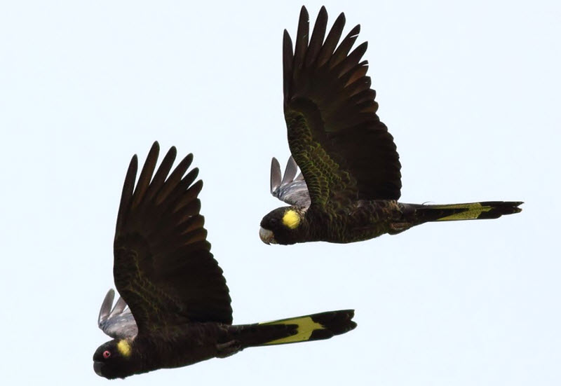 yellow-tailed black cockatoo